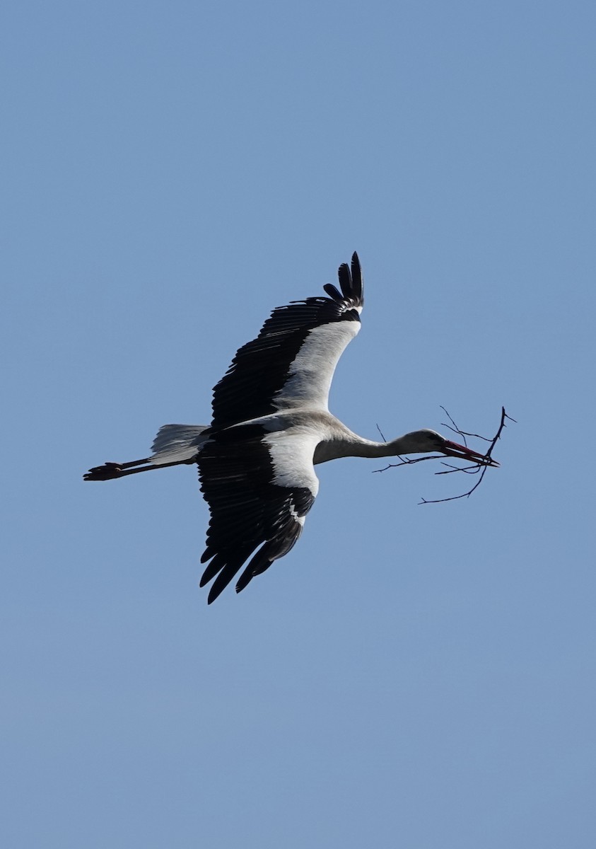 White Stork - Dave Ebbitt