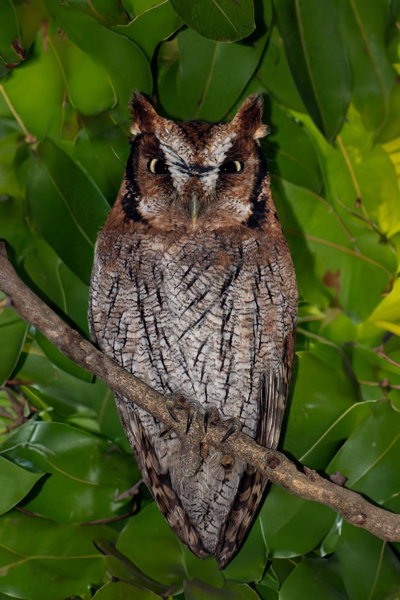 Tropical Screech-Owl - Enéas Junior