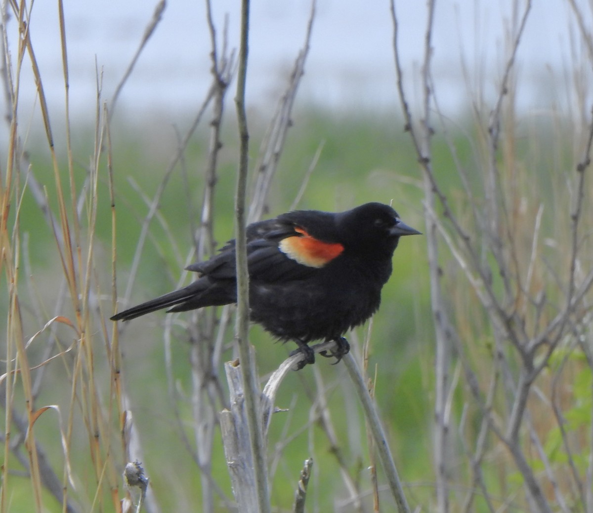 Red-winged Blackbird - Bruce Mellberg