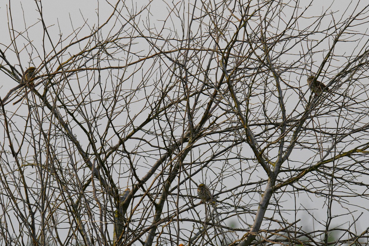 Savannah Sparrow - Nolan Williams