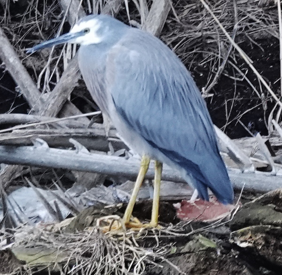 White-faced Heron - Alan Coates