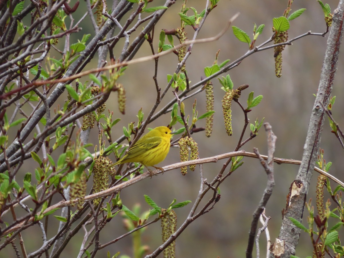 Yellow Warbler - ML619373437