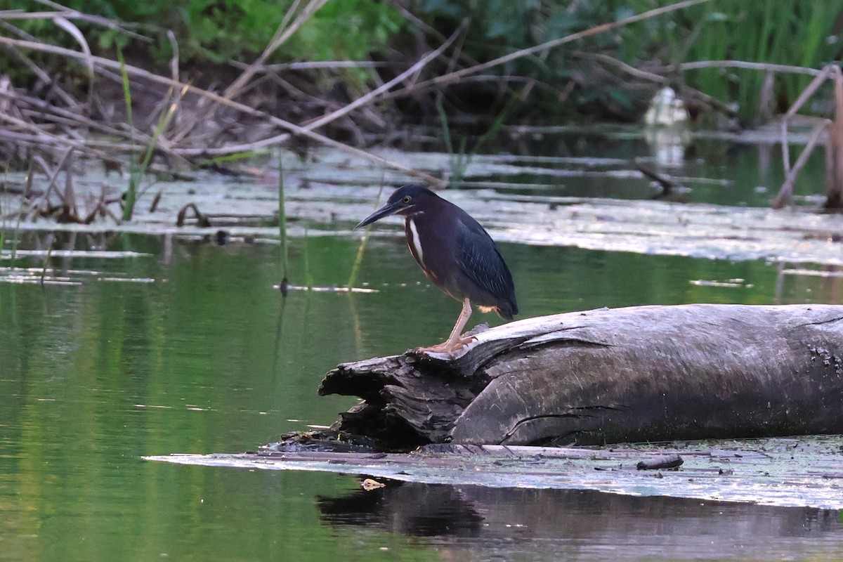 Green Heron - Chad Cornish