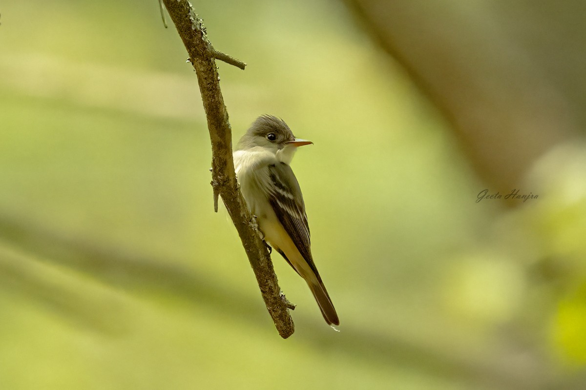 tyranovec východní - ML619373465