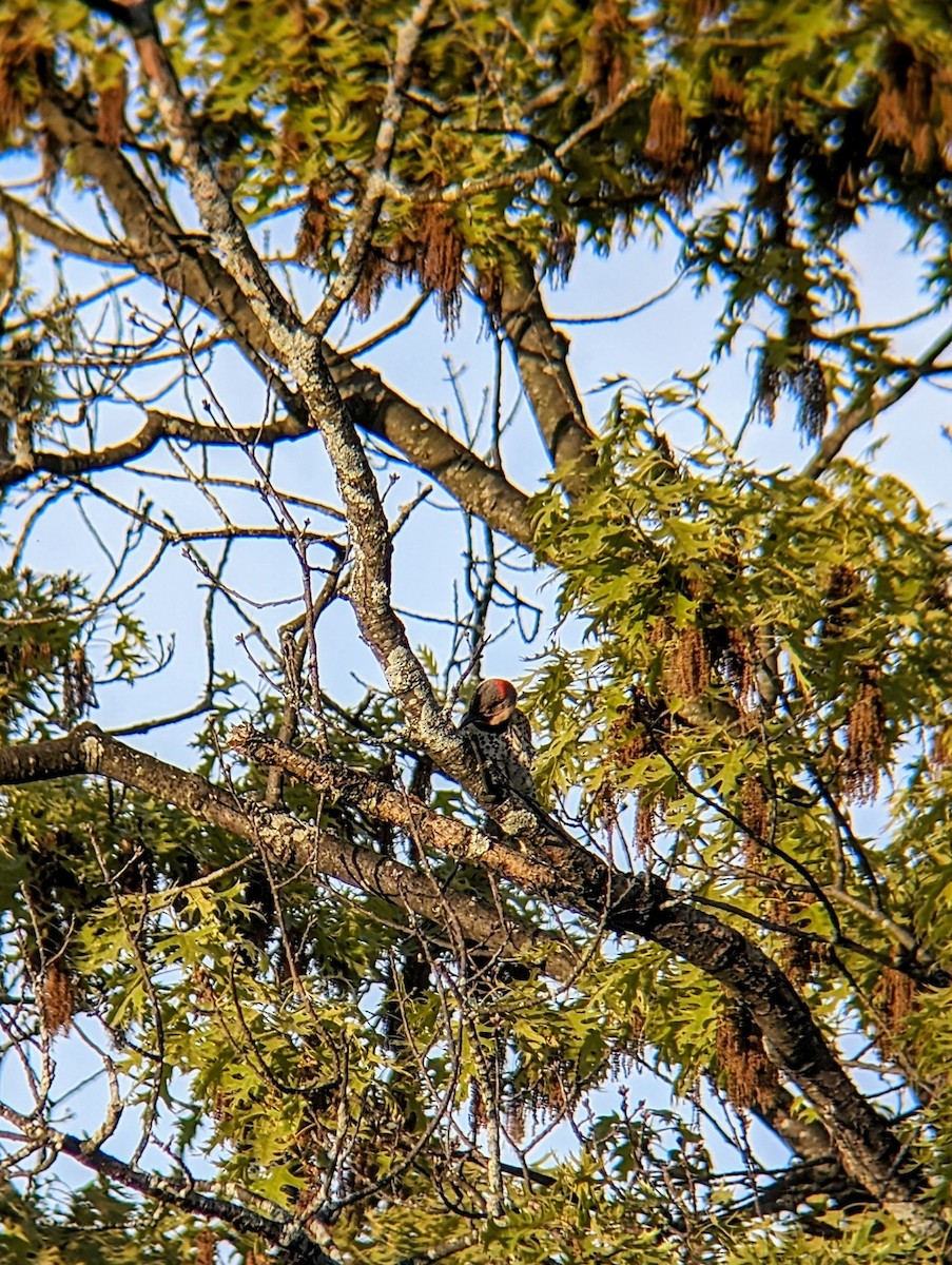 Northern Flicker - Molly C