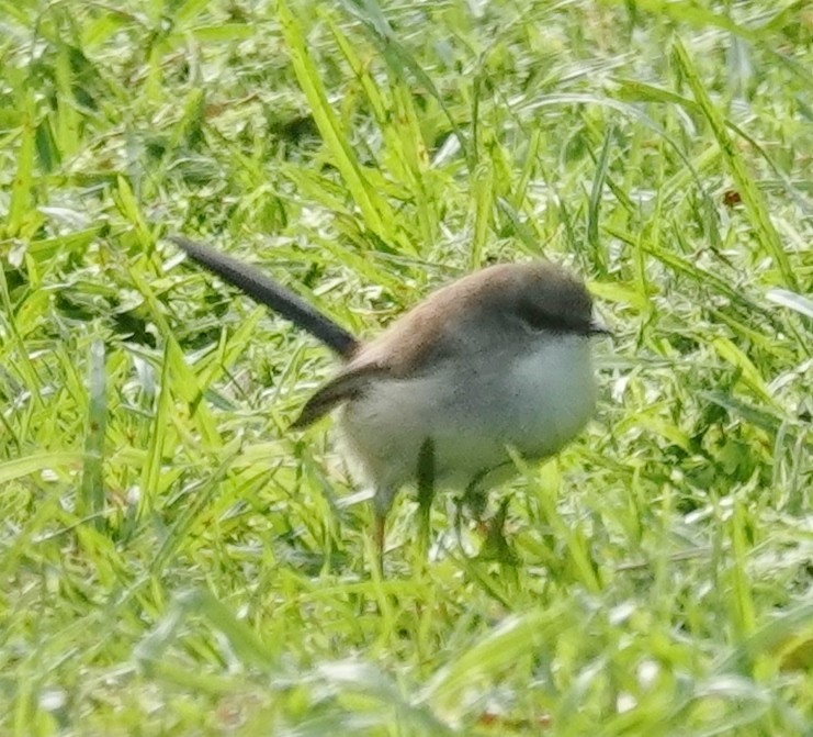 Superb Fairywren - Alan Coates