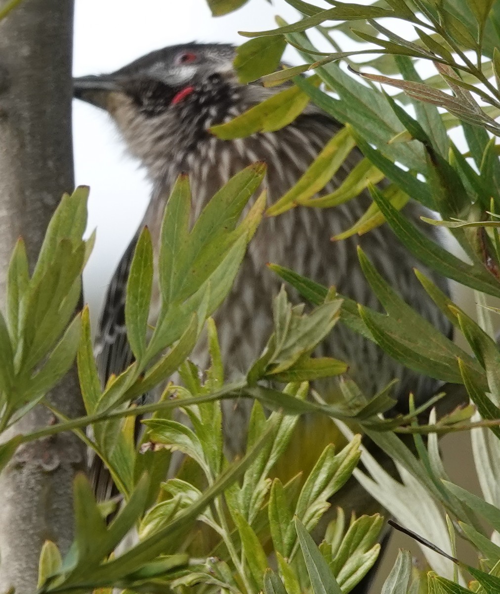 Red Wattlebird - Alan Coates