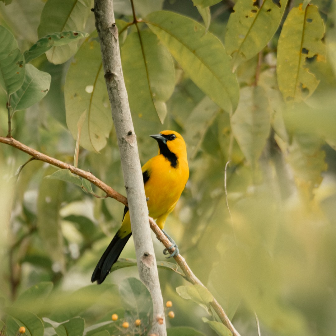 Yellow Oriole - Juan Villamizar