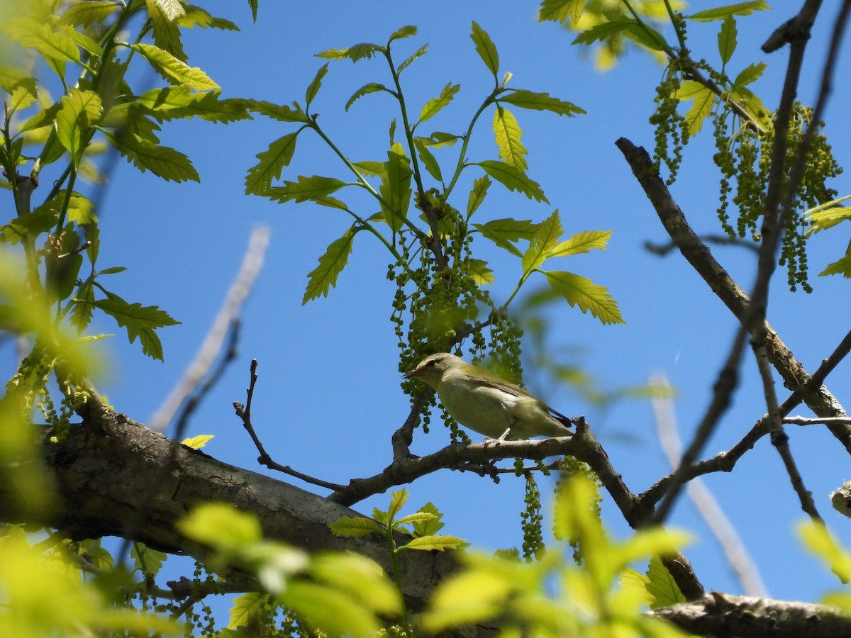 Tennessee Warbler - Jean W. Côté