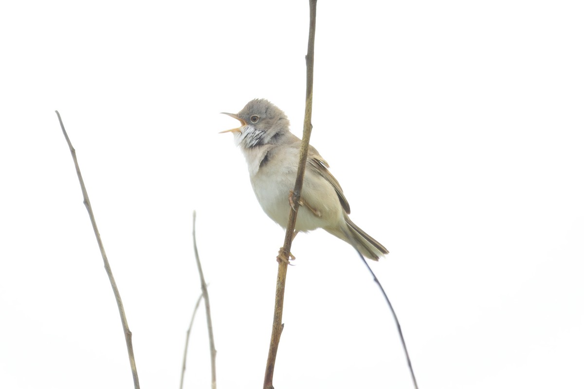 Greater Whitethroat - Gareth Bowes