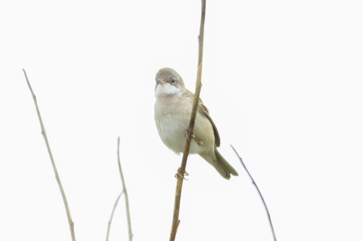 Greater Whitethroat - Gareth Bowes