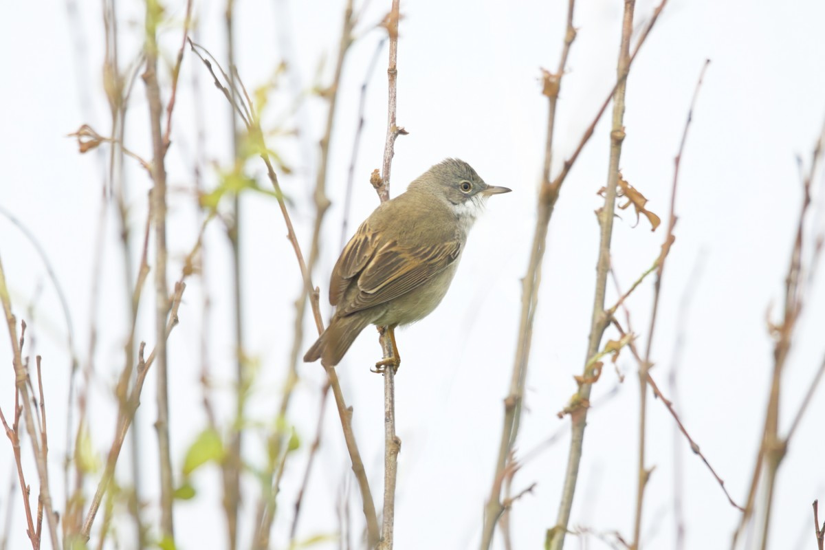 Greater Whitethroat - Gareth Bowes