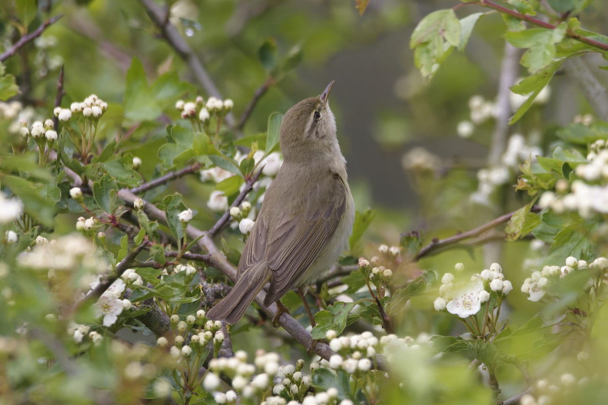 Willow Warbler - Gareth Bowes