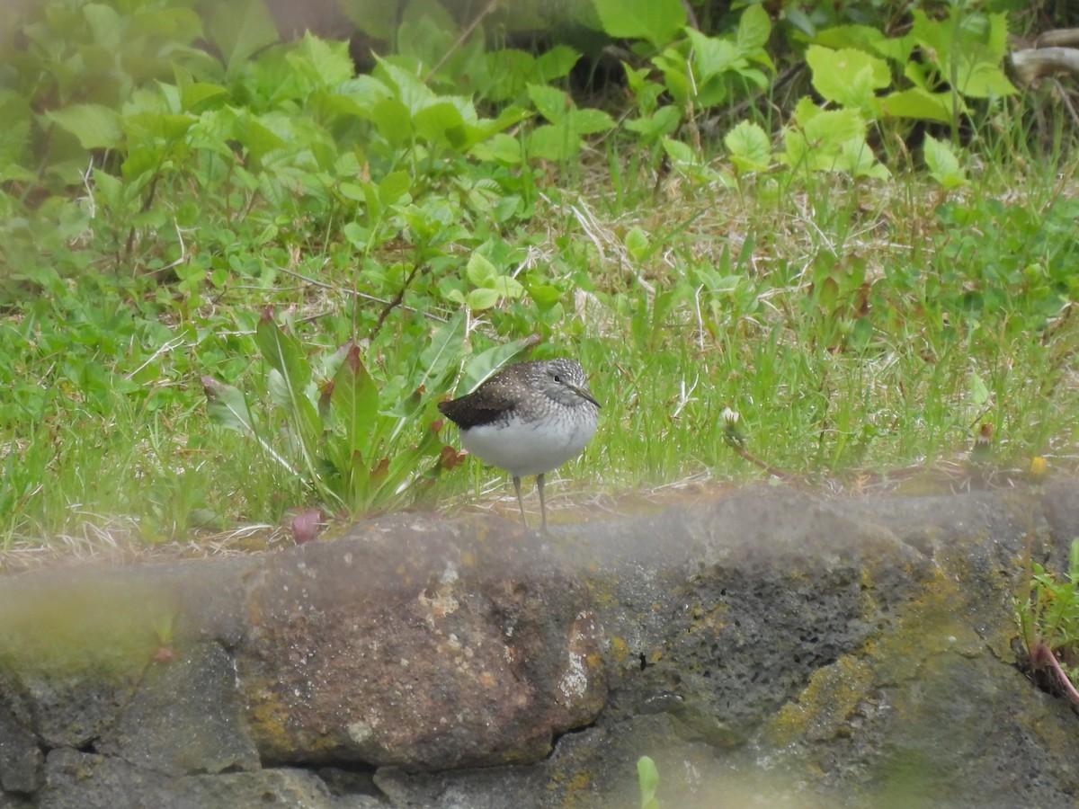 Green Sandpiper - Anonymous