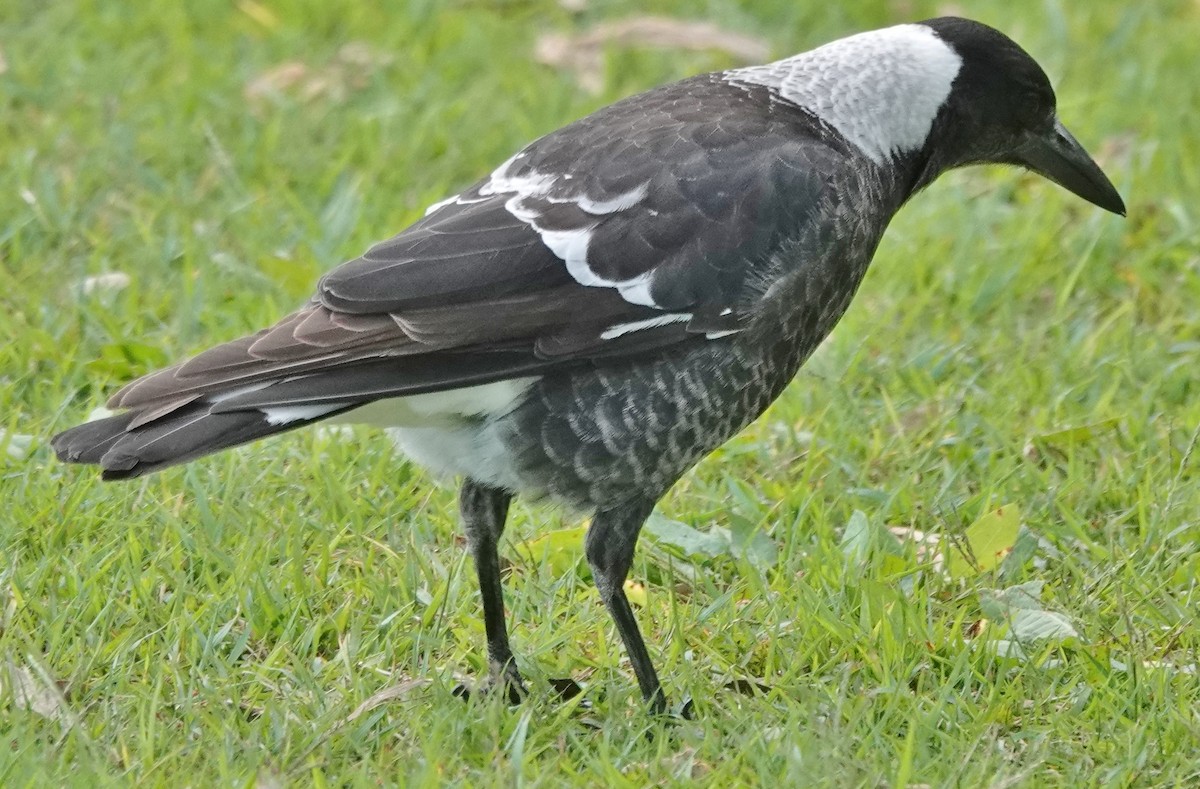 Australian Magpie (Black-backed) - Alan Coates