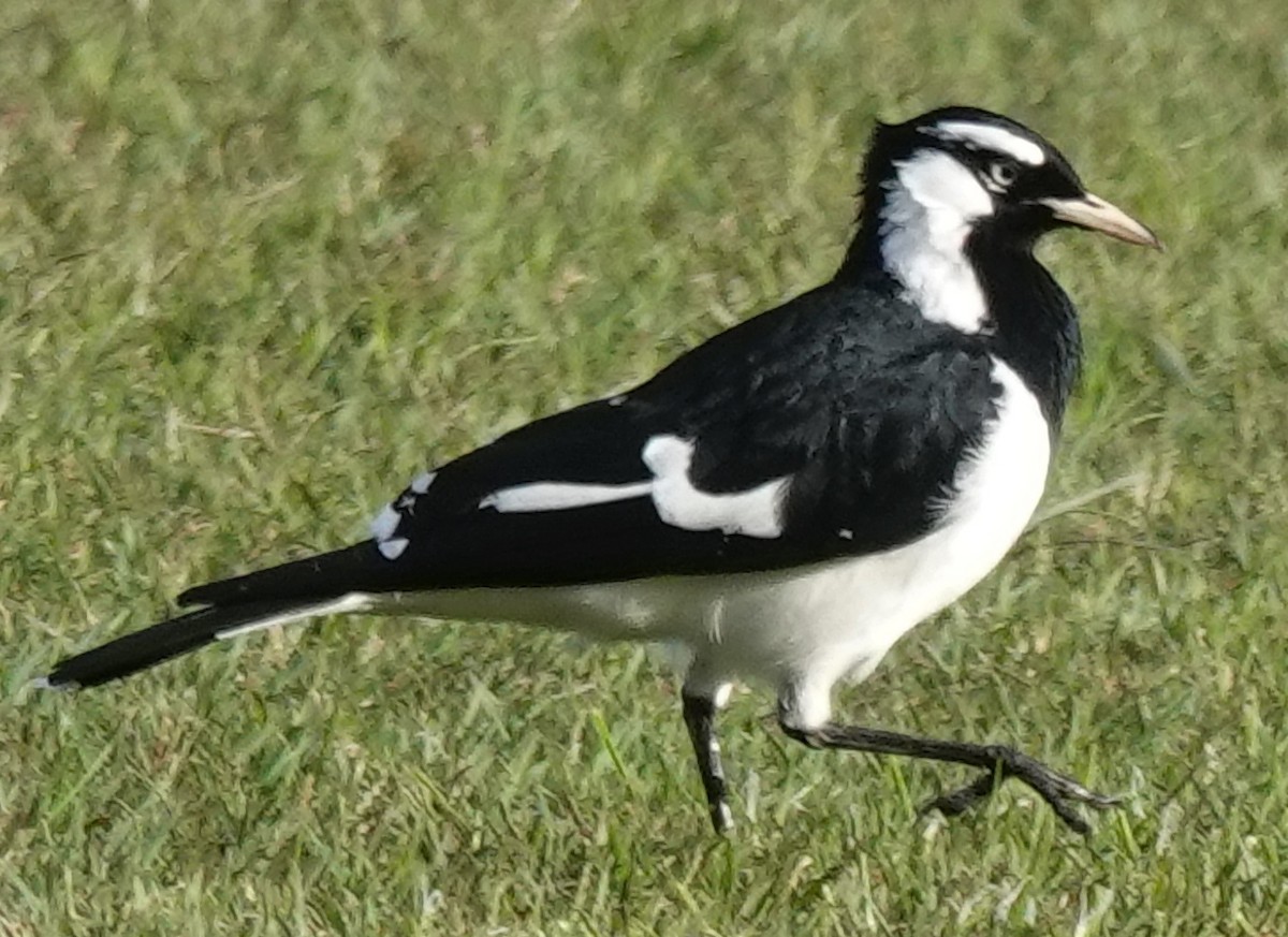 Magpie-lark - Alan Coates