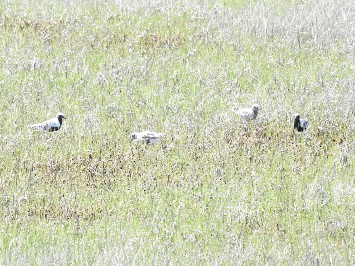 Black-bellied Plover - Betsy MacMillan