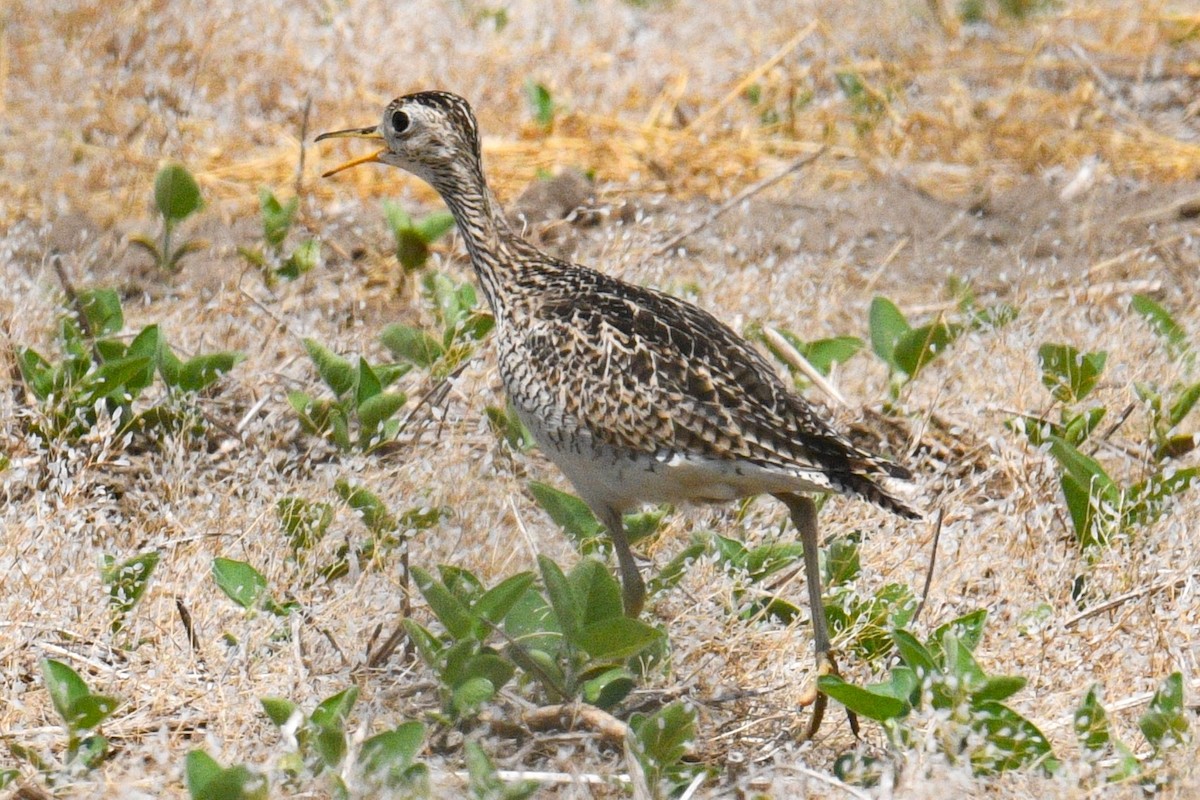 Upland Sandpiper - Nolan Williams