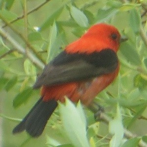 Scarlet Tanager - Ian Fallas