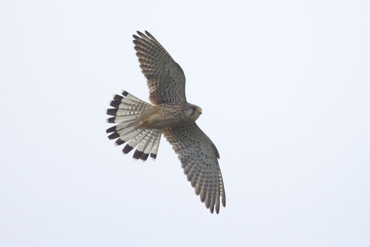 Eurasian Kestrel - Gareth Bowes