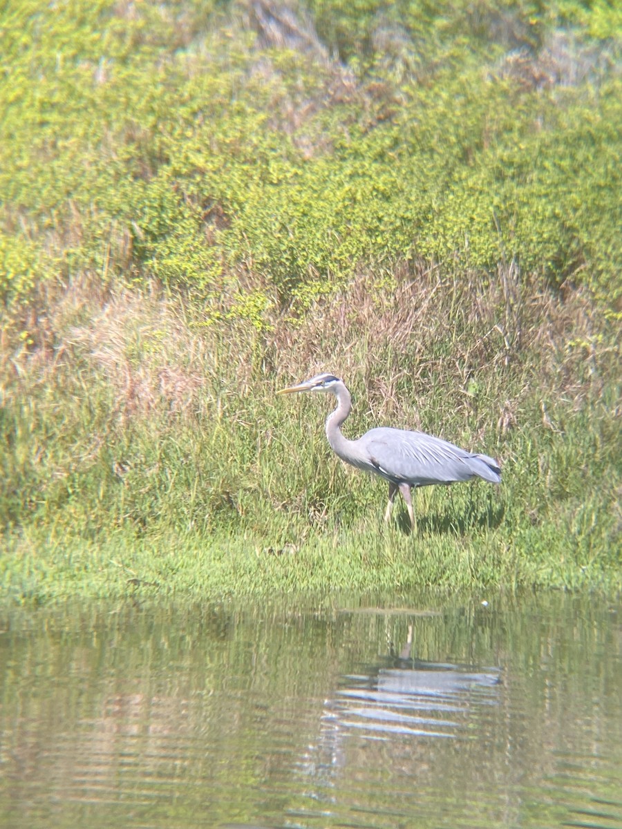 Great Blue Heron - Tori R.