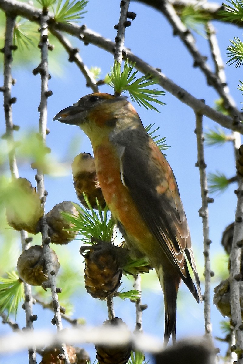 Red Crossbill - Benoit Goyette