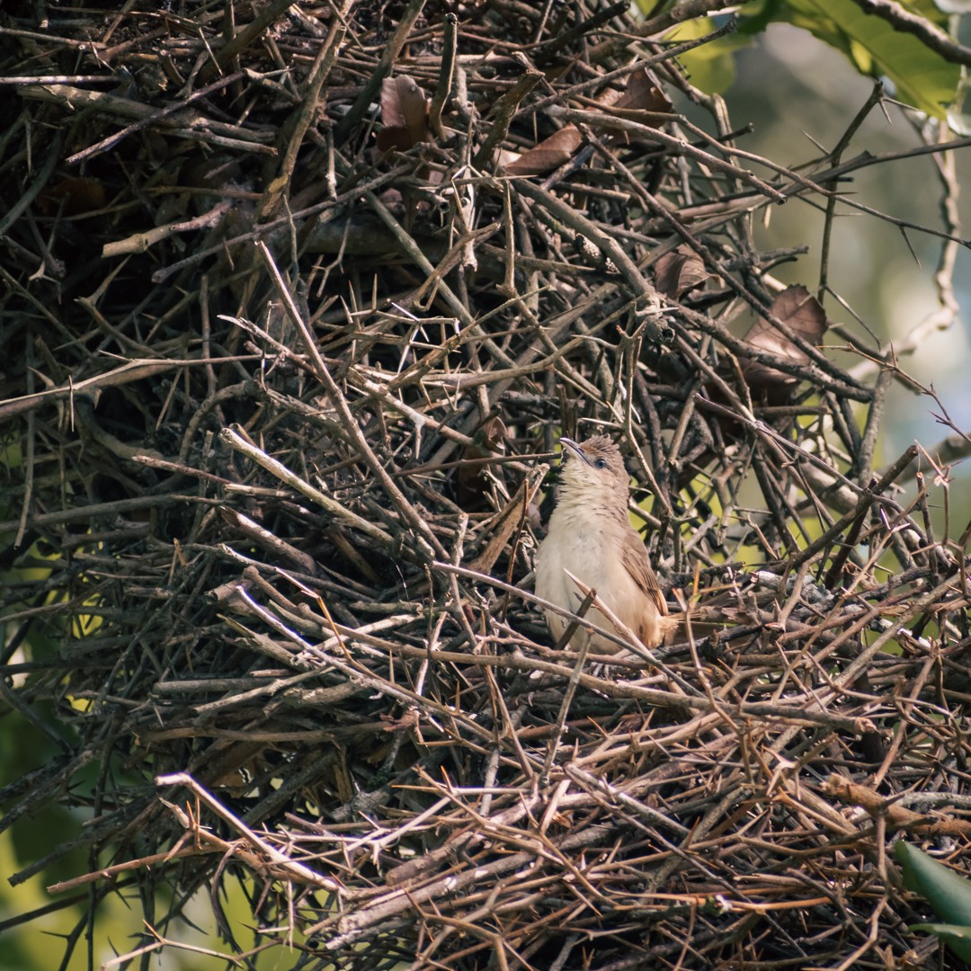 Plain Thornbird - Juan Villamizar