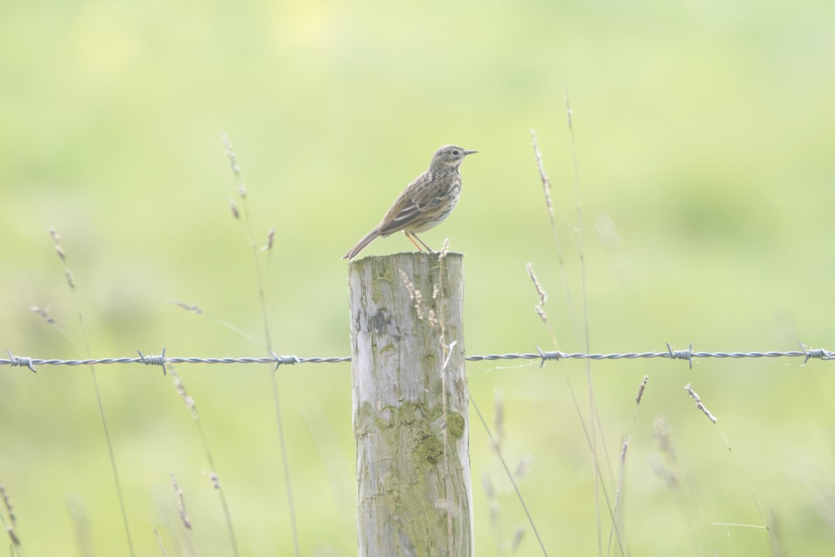 Meadow Pipit - Gareth Bowes