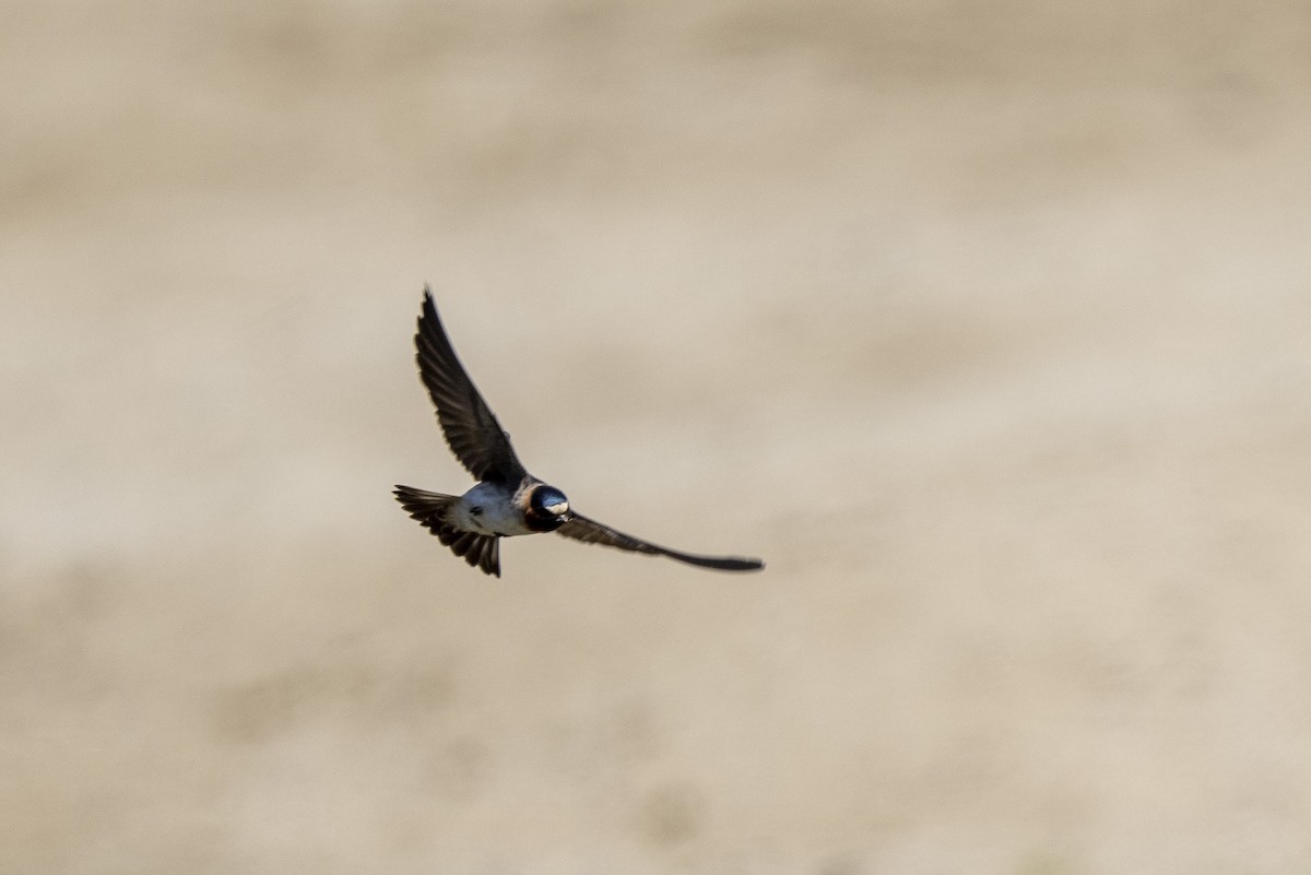 Cliff Swallow - ML619373616