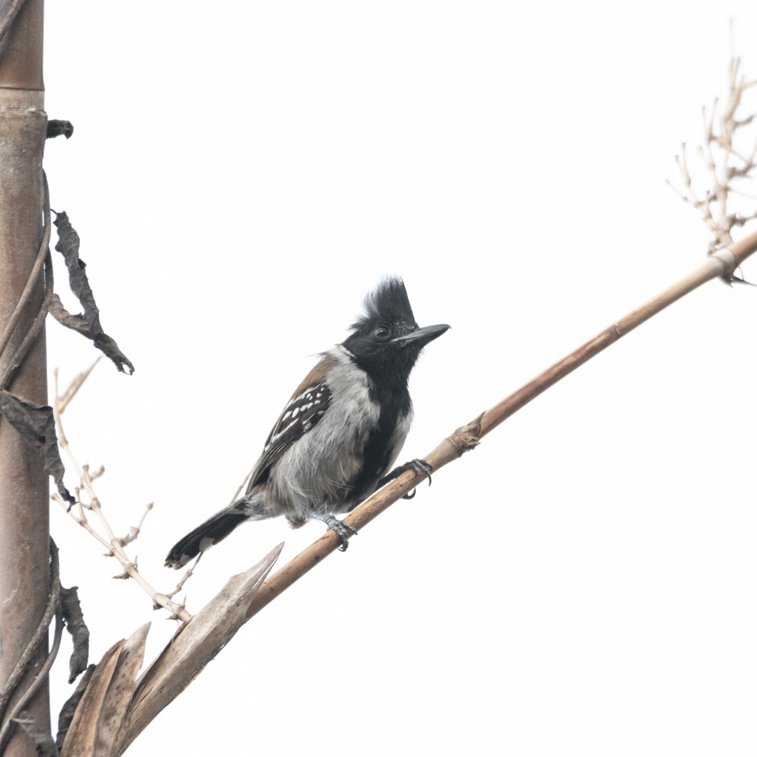 Black-crested Antshrike - Juan Villamizar