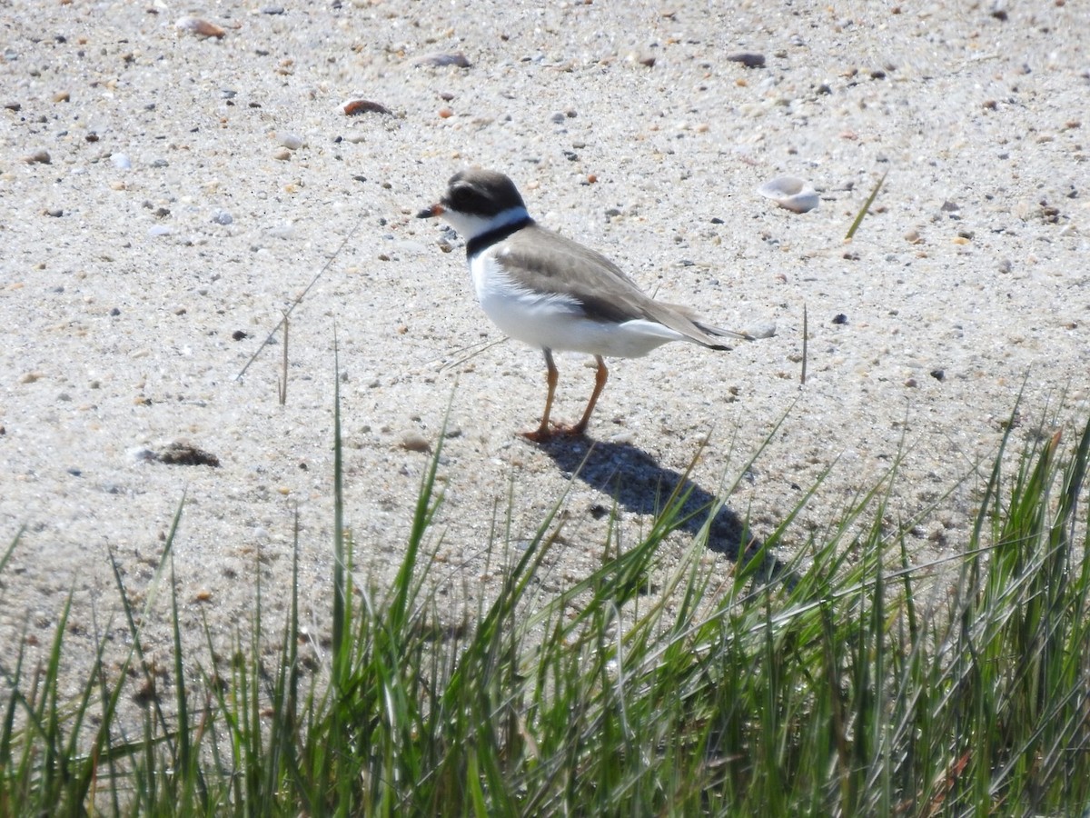 Semipalmated Plover - Betsy MacMillan