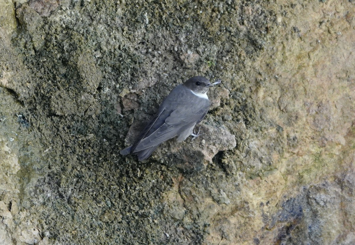 Eurasian Crag-Martin - ML619373620