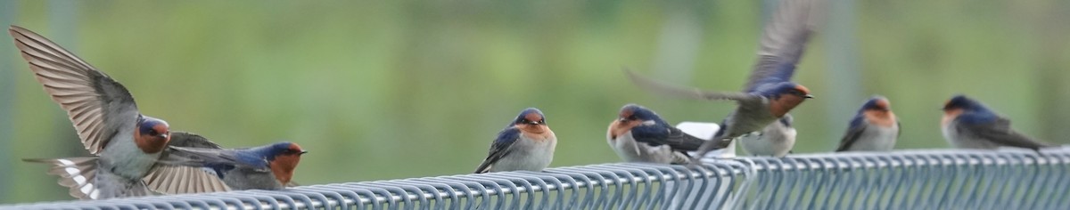 Welcome Swallow - Alan Coates