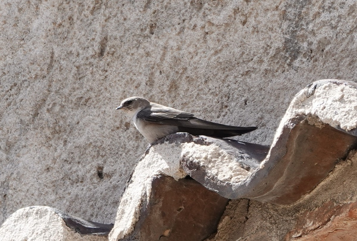 Eurasian Crag-Martin - ML619373626