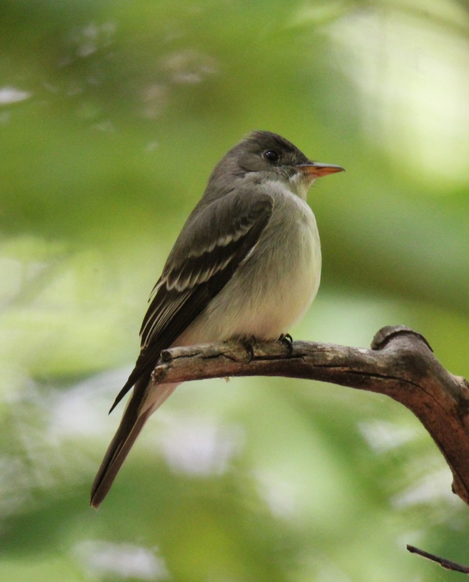 Eastern Wood-Pewee - ML619373631