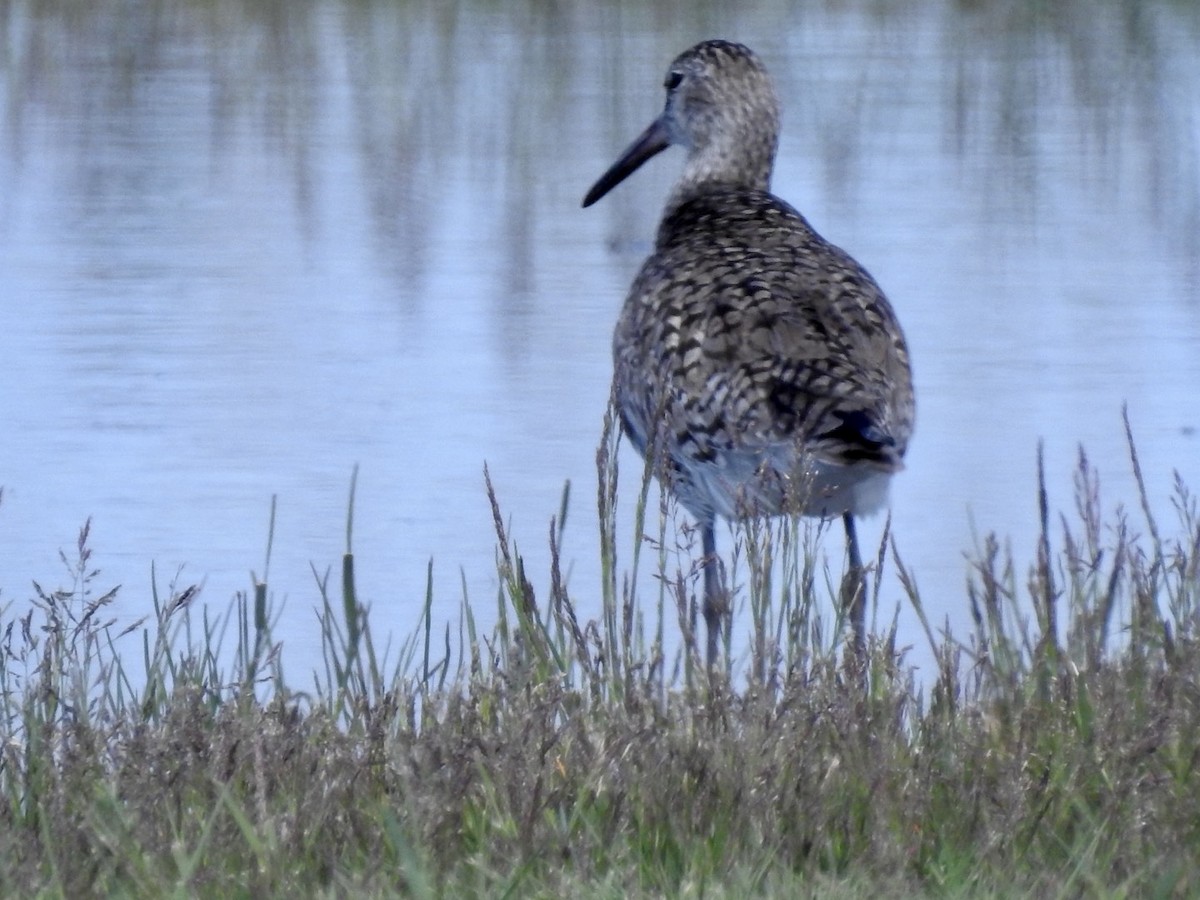 Willet - Betsy MacMillan