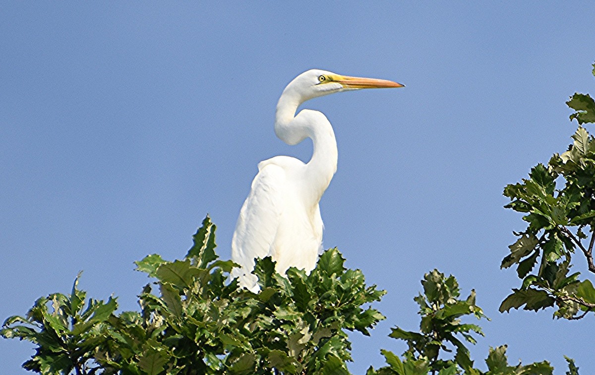 Great Egret - Scott Jackson