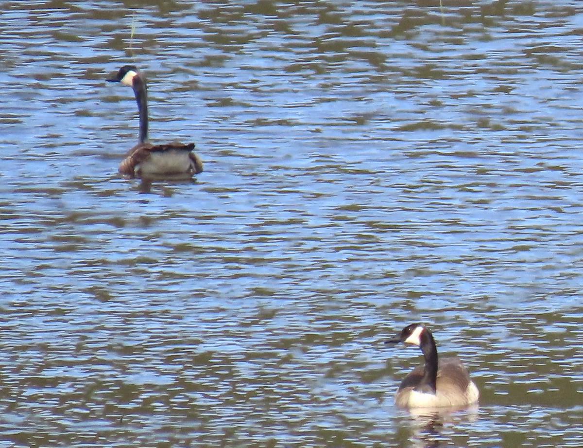 Canada Goose - Maryse Lessard