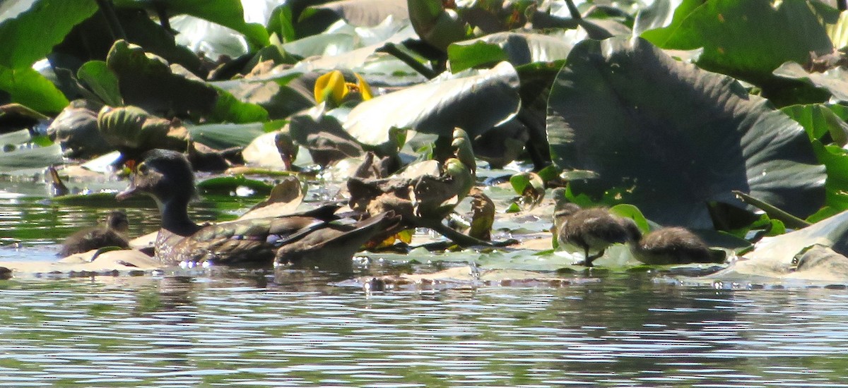 Wood Duck - Harry Fuller