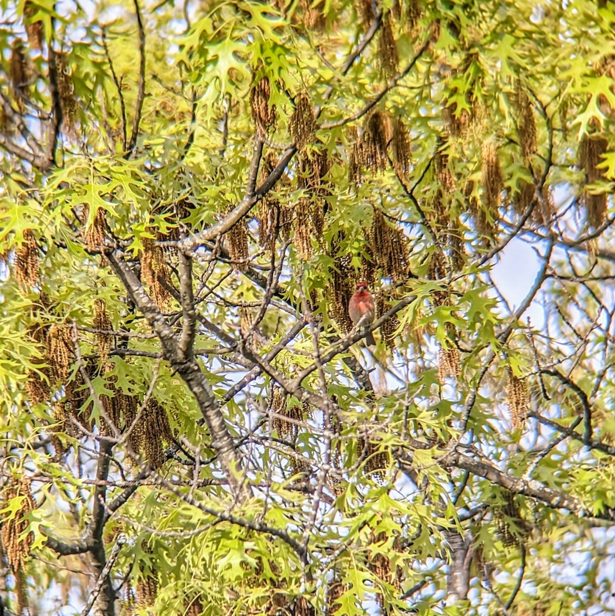 House Finch - Molly C