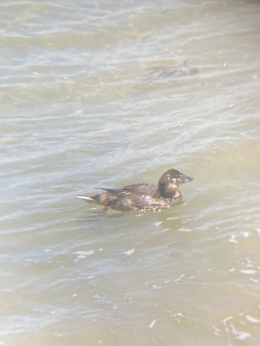 Surf Scoter - ML619373651