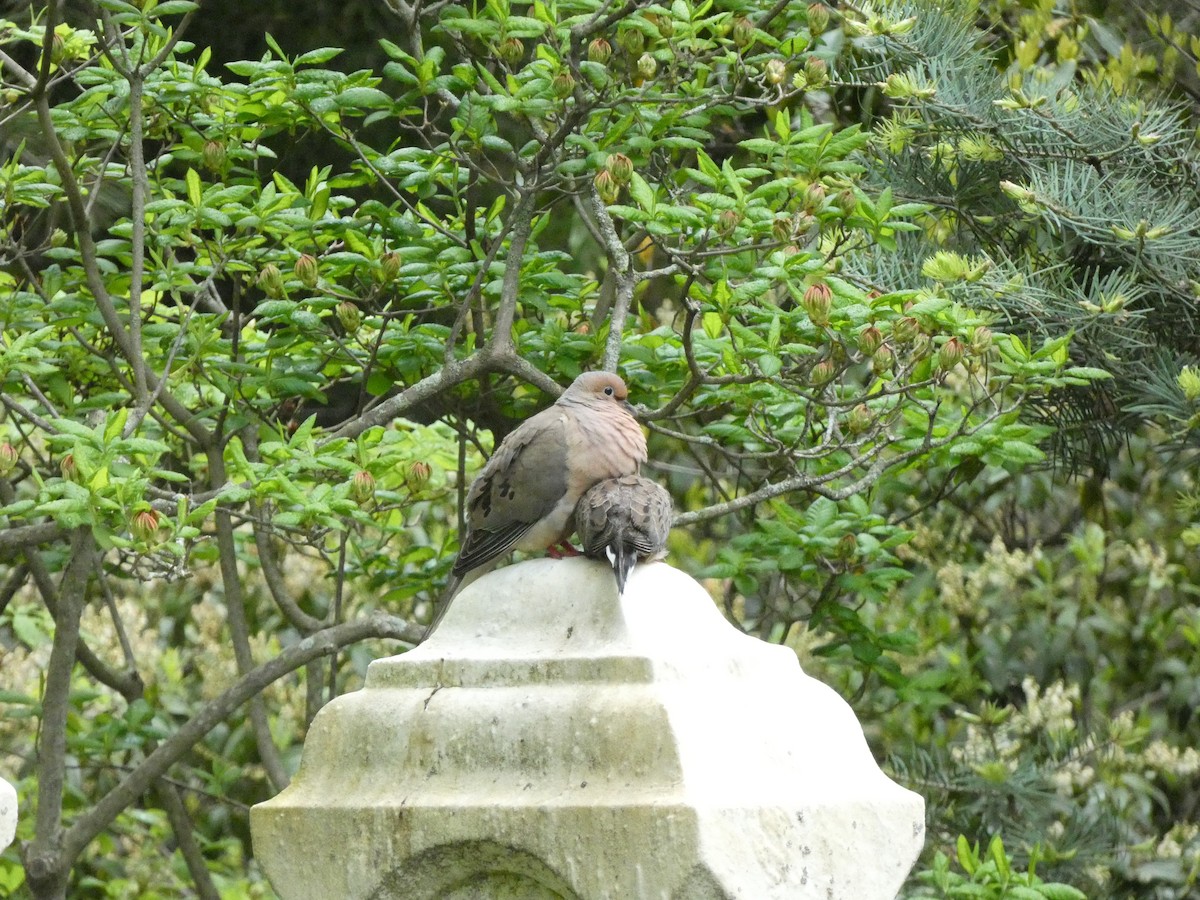 Mourning Dove - Griffin Drake