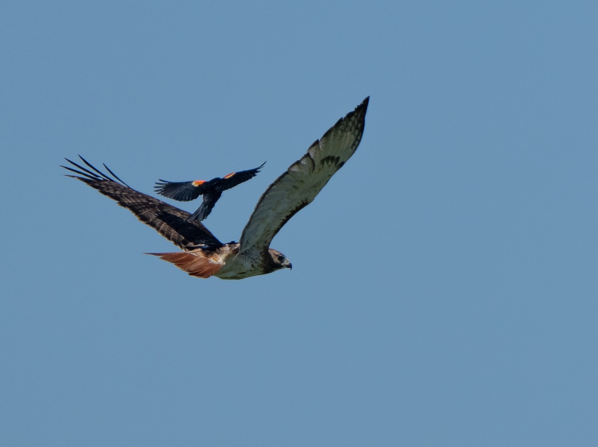 Red-tailed Hawk - Jim Crumpler