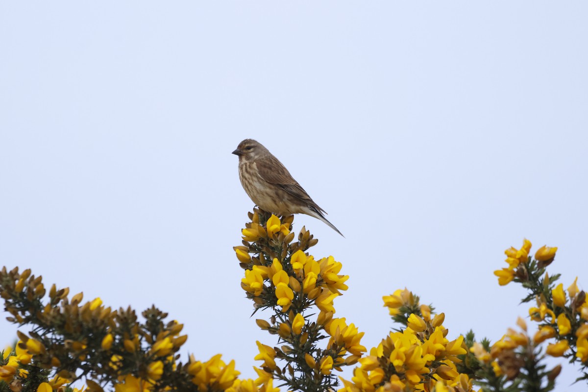 Eurasian Linnet - Gareth Bowes