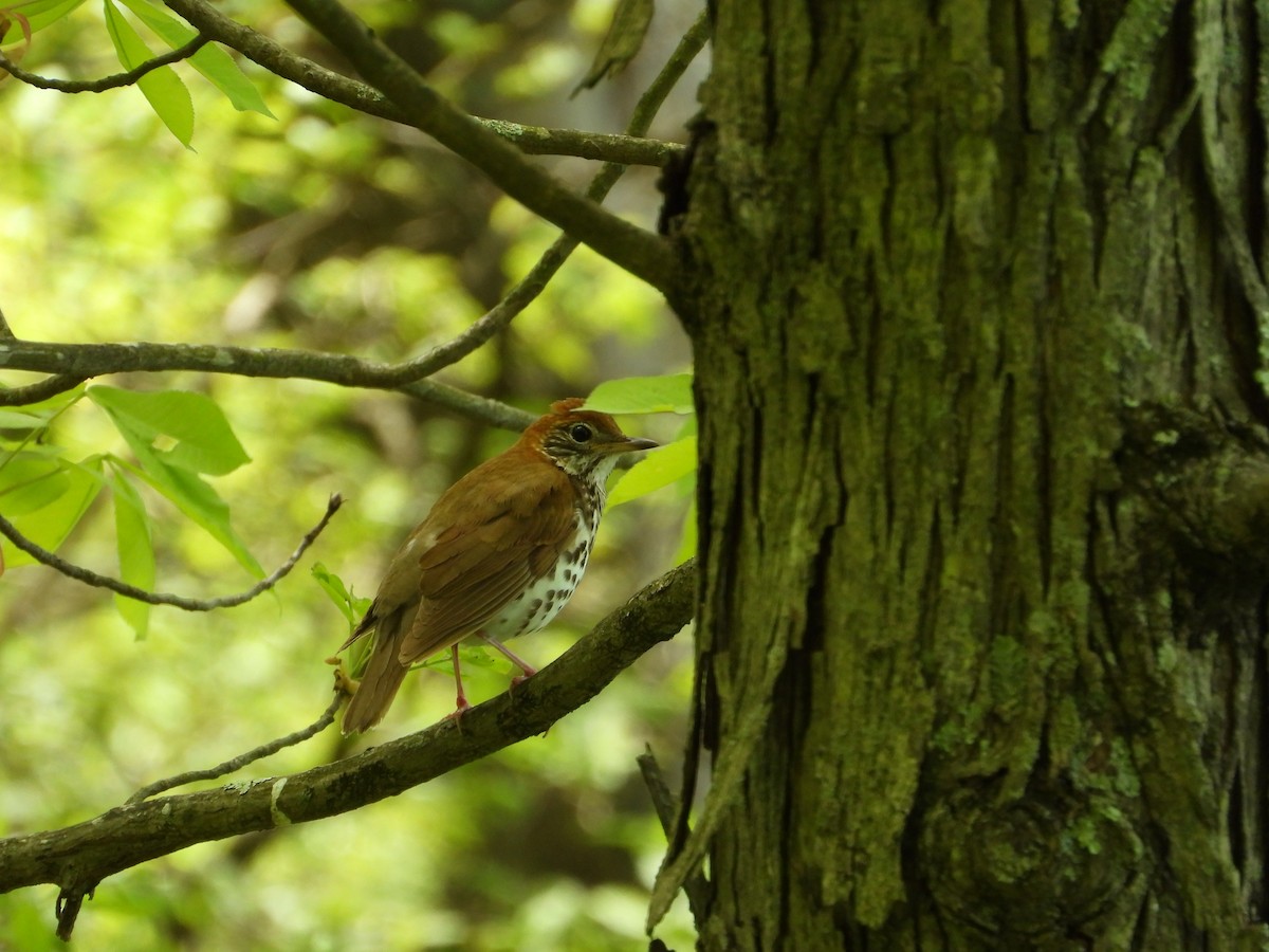 Wood Thrush - Jeff Fengler