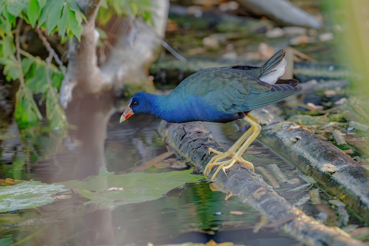 Purple Gallinule - Rolando Tomas Pasos Pérez