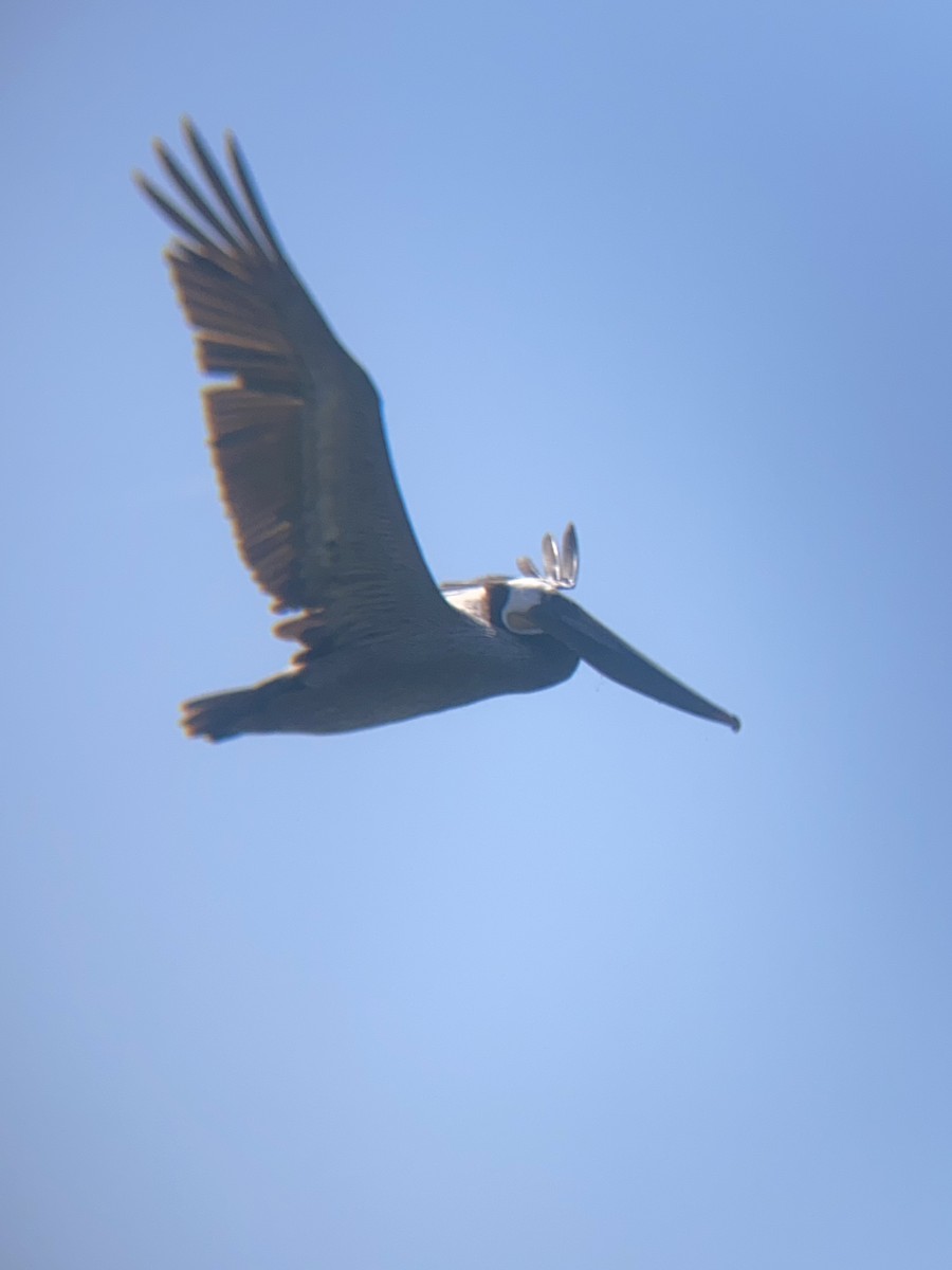 Brown Pelican - Tori R.