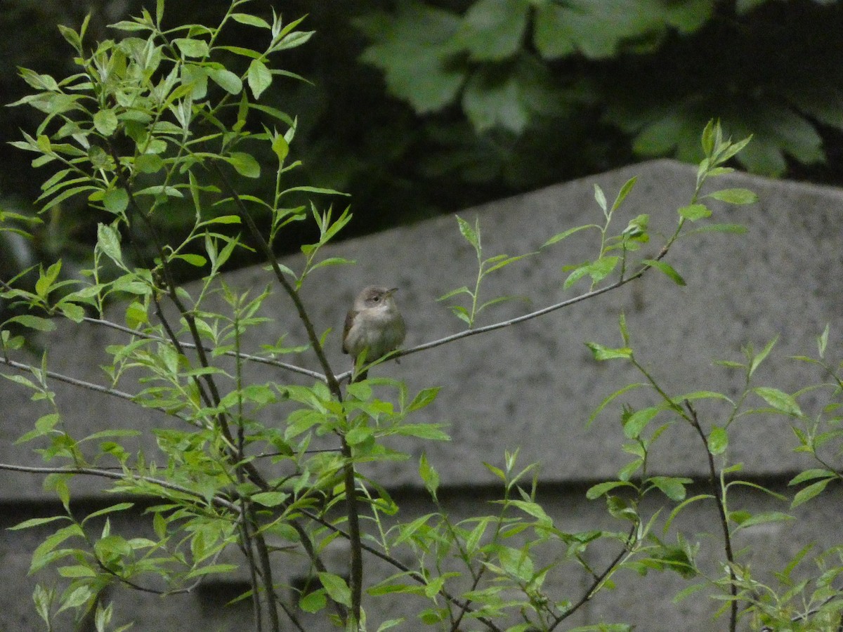 House Wren - Griffin Drake