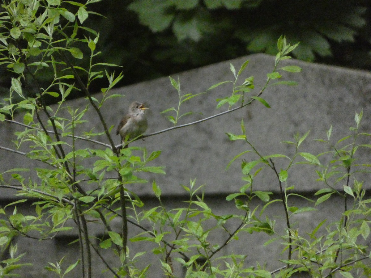 House Wren - Griffin Drake