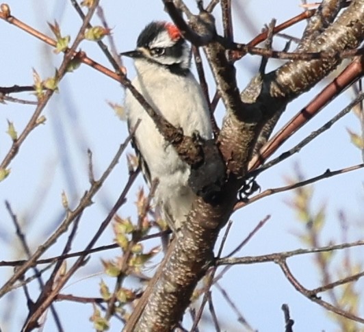 Downy Woodpecker - burton balkind
